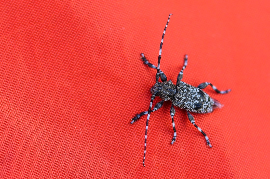 UP week 10 Passenger