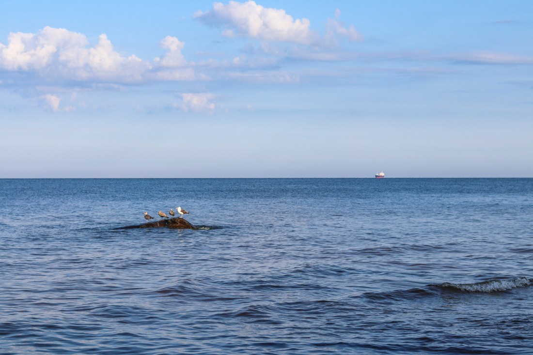 UP week 16 Seagull’s chilling zone