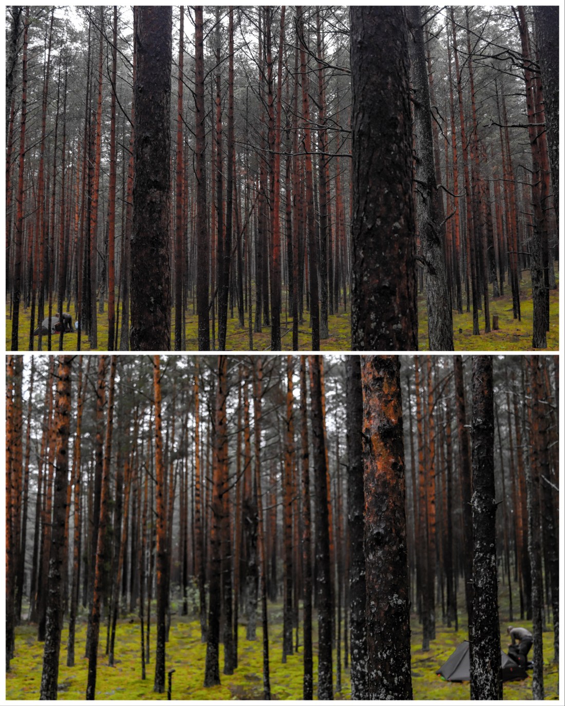 UP week 16 Deep inside the forest