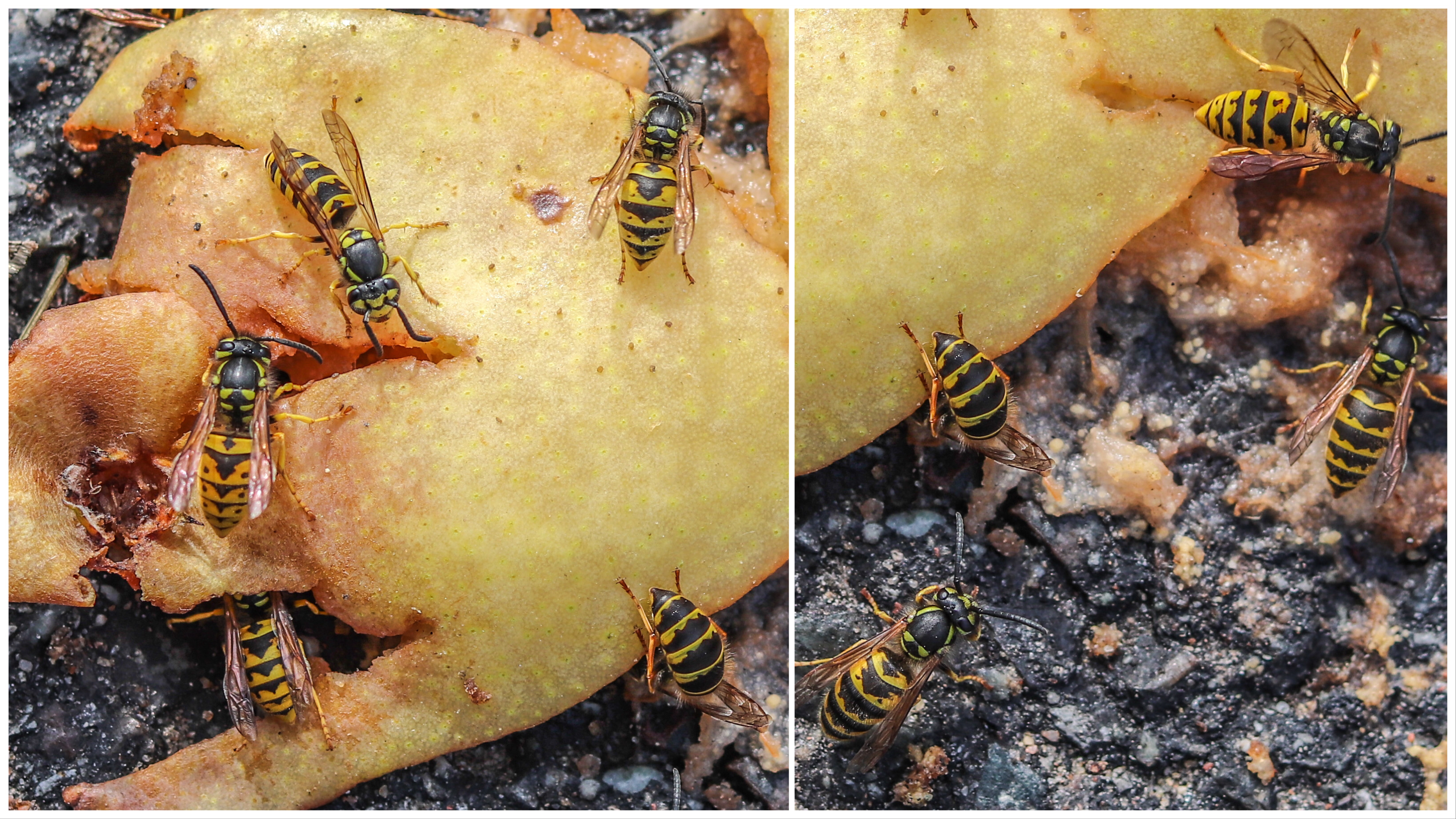 UP week 18 Wasp fest