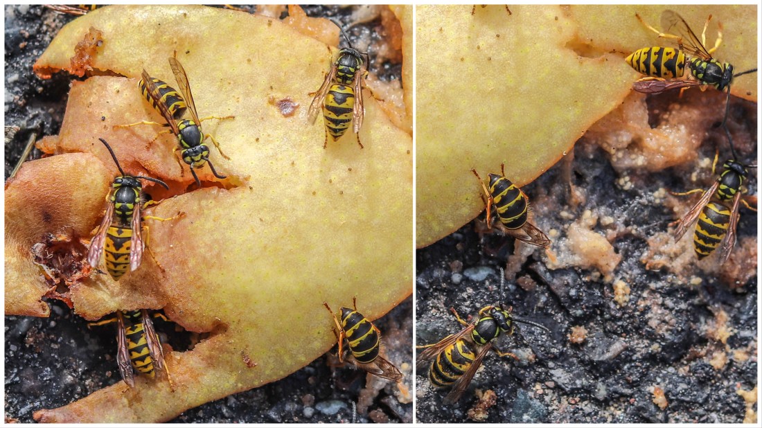 UP week 18 Wasp fest